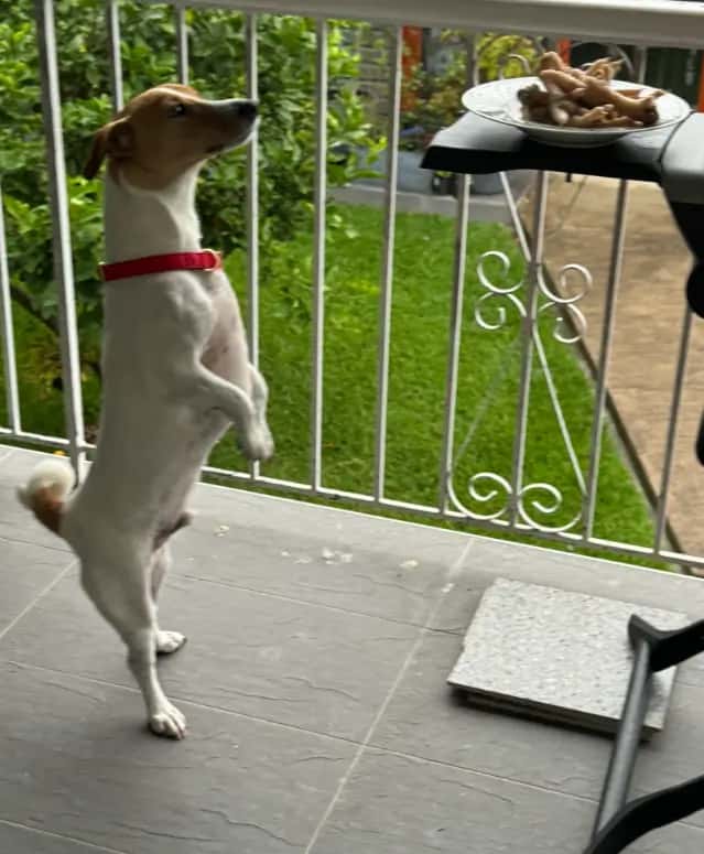 Pablo the Jack Russell standing on hind legs reaching for chicken feet on outdoor table